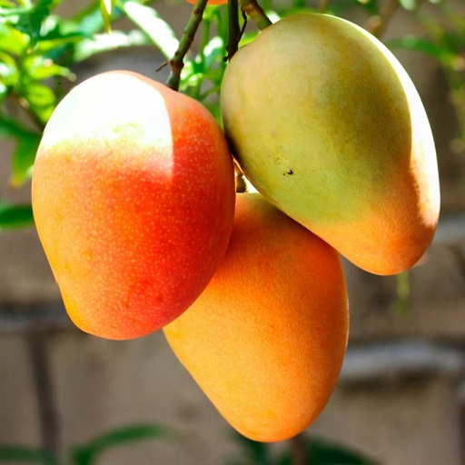 Organic Mango